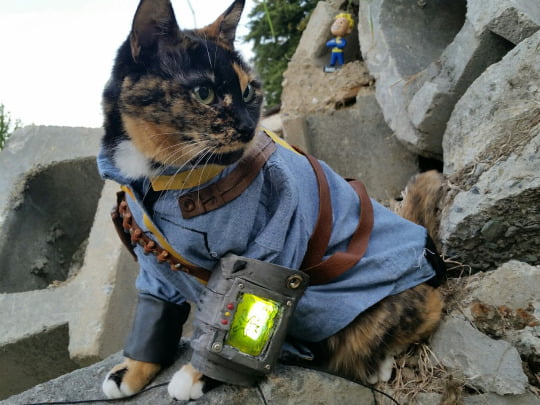 Fallout cat cosplay