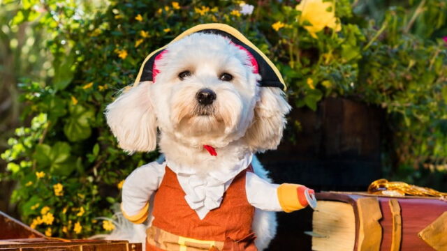 Dogs of Rare 2019 charity calendar